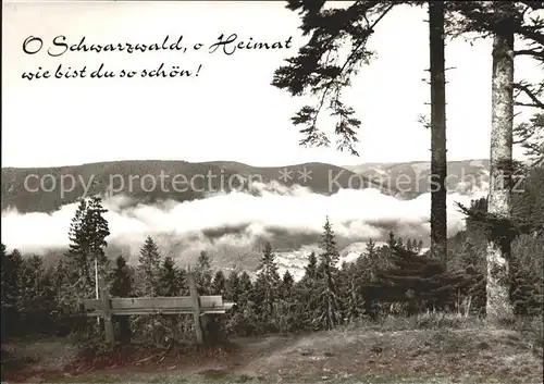 Besenfeld Waldpartie Kat. Seewald