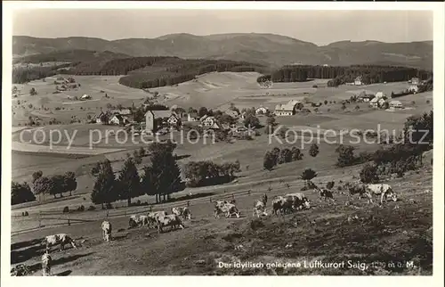 Saig Schwarzwald Cafe Alpenblick Kuehe Kat. Lenzkirch