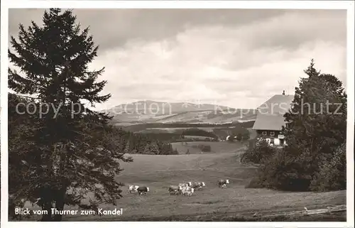 Thurner Blick zum Kandel Kuehe Kat. St. Maergen