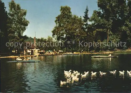 Pirmasens Eisweiher Botte Enten Kat. Pirmasens