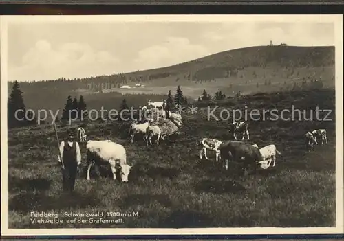 Feldberg Schwarzwald Viehweide auf Grafenmatt Kat. Feldberg (Schwarzwald)