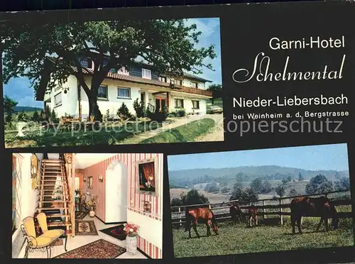 Nieder Liebersbach Garni Hotel Schelmental Pferde  Kat. Birkenau