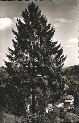 Sulz Neckar Erholungsheim Pfisterwald Tannenbaum Kat. Sulz am Neckar