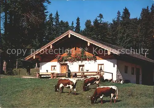 Weissbach Alpenstrasse Reiteralm Kuehe Kat. Schneizlreuth