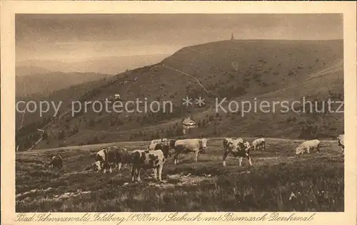 Feldberg Schwarzwald Viehweide am Seebuck  Kat. Feldberg (Schwarzwald)