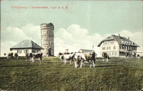 Feldberg Schwarzwald Feldbergturm Gasthaus Viehweide Kat. Feldberg (Schwarzwald)