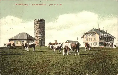 Feldberg Schwarzwald Turm Gasthaus Kuehe Kat. Feldberg (Schwarzwald)