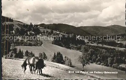 Feldberg Schwarzwald Berghotel Ponyhof Pferd Kat. Feldberg (Schwarzwald)