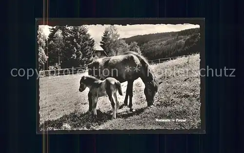 Feldberg Schwarzwald Berghotel Ponyhof Pony  Kat. Feldberg (Schwarzwald)