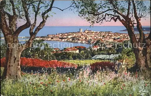 Antibes Alpes Maritimes Panorama vu a travers les Oliviers Kat. Antibes