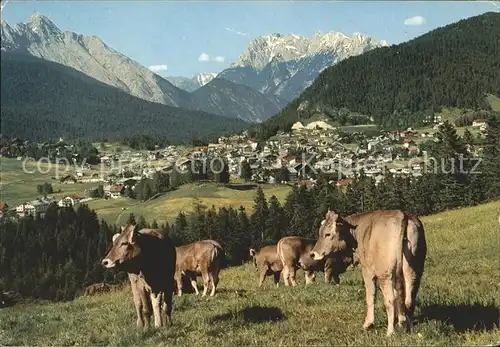 Seefeld Tirol Panorama Rinderherde Kat. Seefeld in Tirol