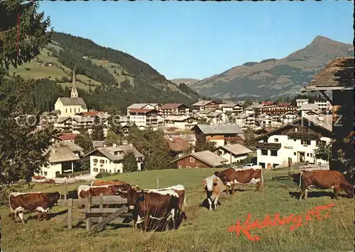 Kirchberg Tirol Blick gegen Kitzbuehler Horn Kuehe Viehweide Luftkurort Kat. Kirchberg in Tirol