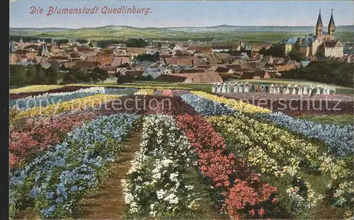 Quedlinburg Panorama Blumenfelder Kat. Quedlinburg