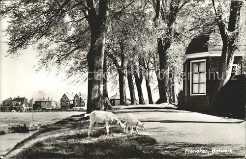 Franeker Bolwerk Ziegen Kat. Franeker