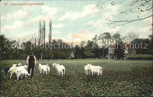 Oosterbeek Dennekamp Kat. Oosterbeek