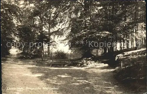 Oosterbeek Bosgezicht Mariendaal Kat. Oosterbeek