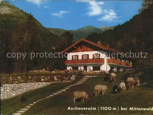 Mittenwald Bayern Aschaueralm Tiere Kat. Mittenwald