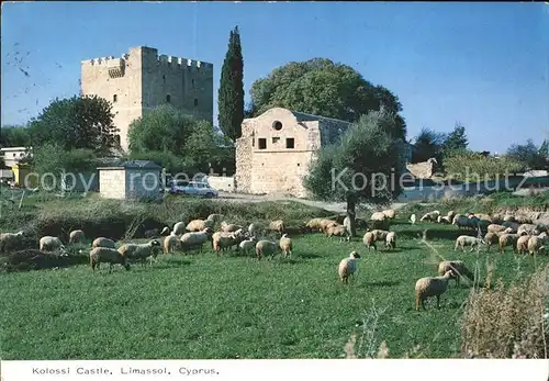Limassol Kolossi Castle Schafe Kat. Limassol