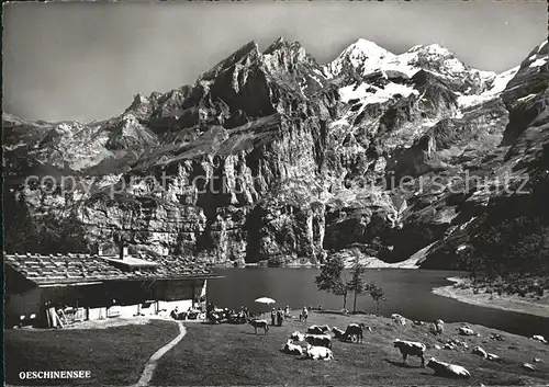 Oeschinensee Kandersteg Bluemlisalp Kuehe Weide Kat. Oeschinenhorn