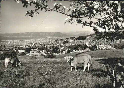 Heiden AR Bregenzerbucht Kuehe  / Heiden /Bz. Vorderland