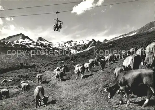 Flims Dorf Alp Naraus Sessellift Kuehe Kat. Flims Dorf