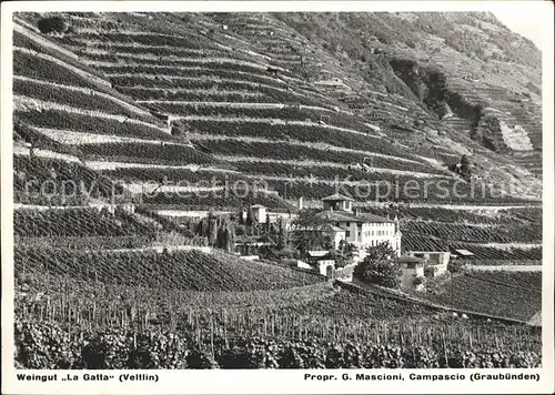 Campascio Weingut La Gatta Veltlin Kat. Campascio