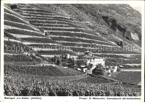 Campascio Weingut La Gatte Veltlin Weinreben Kat. Campascio