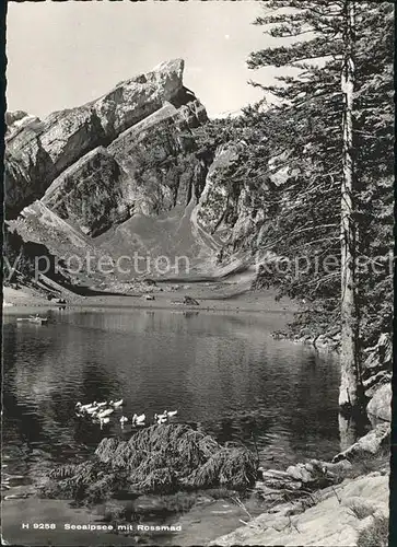 Seealpsee mit Rosemad Kat. Schwende