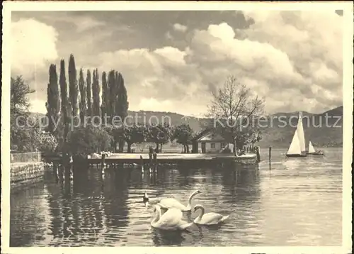 Maennedorf am Zuerichsee Schwaene Segelboot Kat. Maennedorf