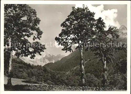 Soglio Blick aus dem Kastanienwald auf die Sciora Gruppe Kat. Soglio