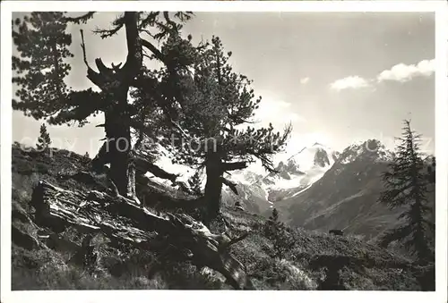 Cluozatal Urwald des Schweiz Nat Park Piz Quatterval Kat. Zernez