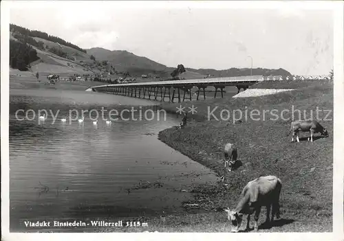 Willerzell Viadukt Einsiedeln Kuehe Kat. Willerzell