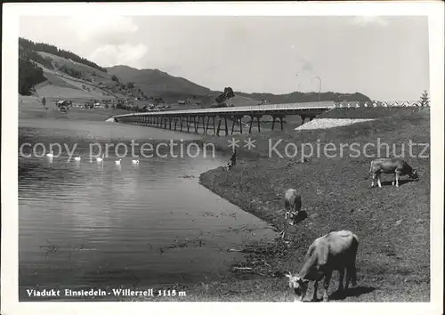 Willerzell Viadukt Kuehe Einsiedeln Kat. Willerzell