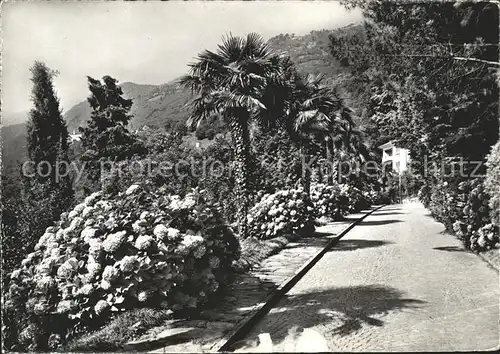 Brissago Hotel Brenscino Parkeingang / Brissago /Bz. Locarno