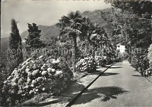 Brissago Hotel Brenscino Parkeingang / Brissago /Bz. Locarno