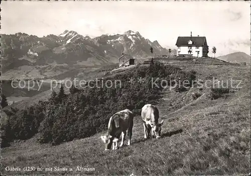 Gaebris Gasthaus Almweide Kuehe Blick zum Saentis und Altmann Appenzeller Alpen Kat. Gaebris