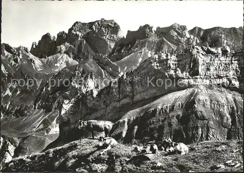 Appenzell IR Blick von Messmeralp Kuehe auf Boetzel Widderalpstoecke Hundstein Freiheit Appenzeller Alpen Kat. Appenzell