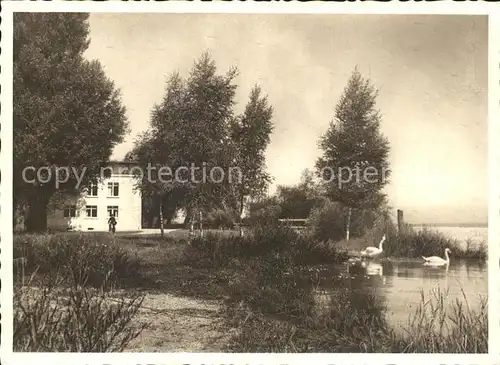 Altenrhein Uferpartie Bodensee Schwan Kunstverlag Heerbrugg Nr. 124 Kat. Altenrhein