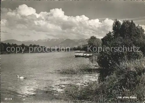 Rheineck SG Uferpartie am Alten Rhein Schwan Alpenpanorama Kat. Rheineck