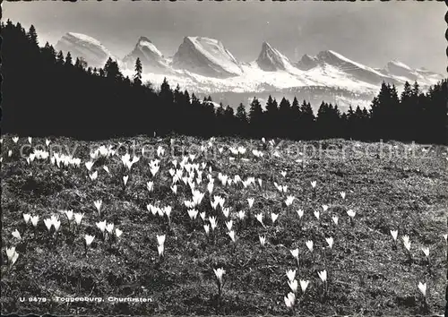 Wildhaus SG Panorama mit Churfirsten Appenzeller Alpen Alpenflora Krokus Kat. Wildhaus Lisighaus