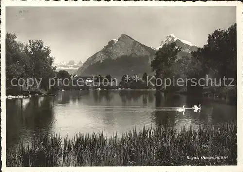 Bad Ragaz Giessenparksee Schwan Alpenpanorama Kat. Bad Ragaz