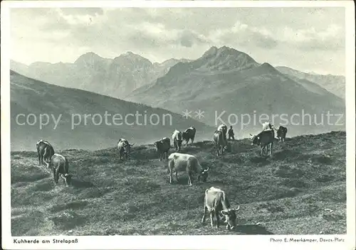 Strelapass Kuhherde Kat. Strelapass