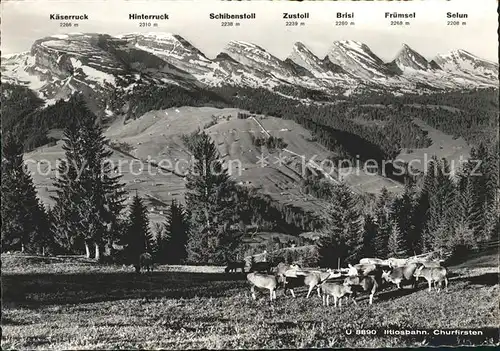 Unterwasser Toggenburg Iltiosbahn mit Churfirsten Rinderherde Kat. Unterwasser