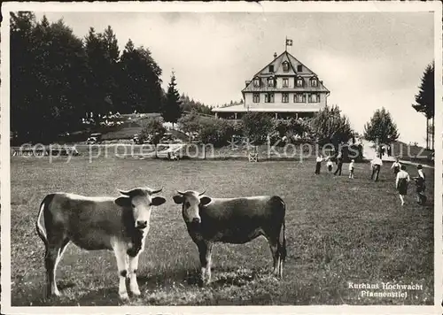 Pfannenstiel Staefa Kurhaus Hochwacht Kuehe  Kat. Pfannenstiel