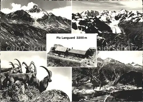 Piz Languard Bergrestaurant Gemsen Panorama Kat. Piz Languard
