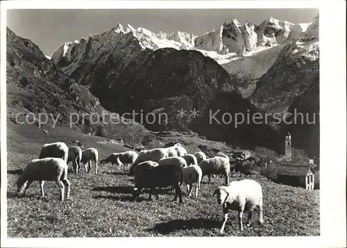 Soglio Schafe mit Sciora Gruppe Kat. Soglio