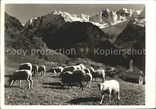 Soglio Schafe mit Scioragruppe Kat. Soglio