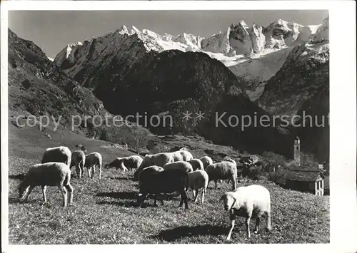 Soglio Schafe Kirchturm mit Scioragruppe Kat. Soglio