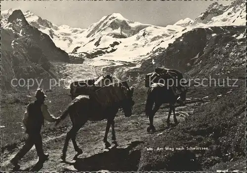 Schwarzsee Sense Eseltransport auf dem Weg nach Schwarzsee Kat. Schwarzsee