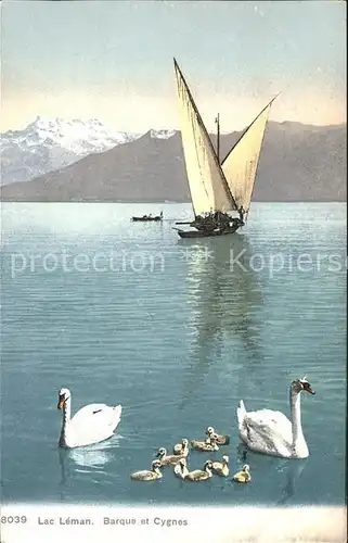 Lac Leman Genfersee Barque et cygnes Dents du Midi Alpes / Genf /Bz. Geneve City